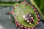 Green Vegetable Shield Bug (Nezara viridula)